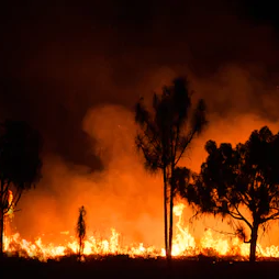 bush-fire-australia
